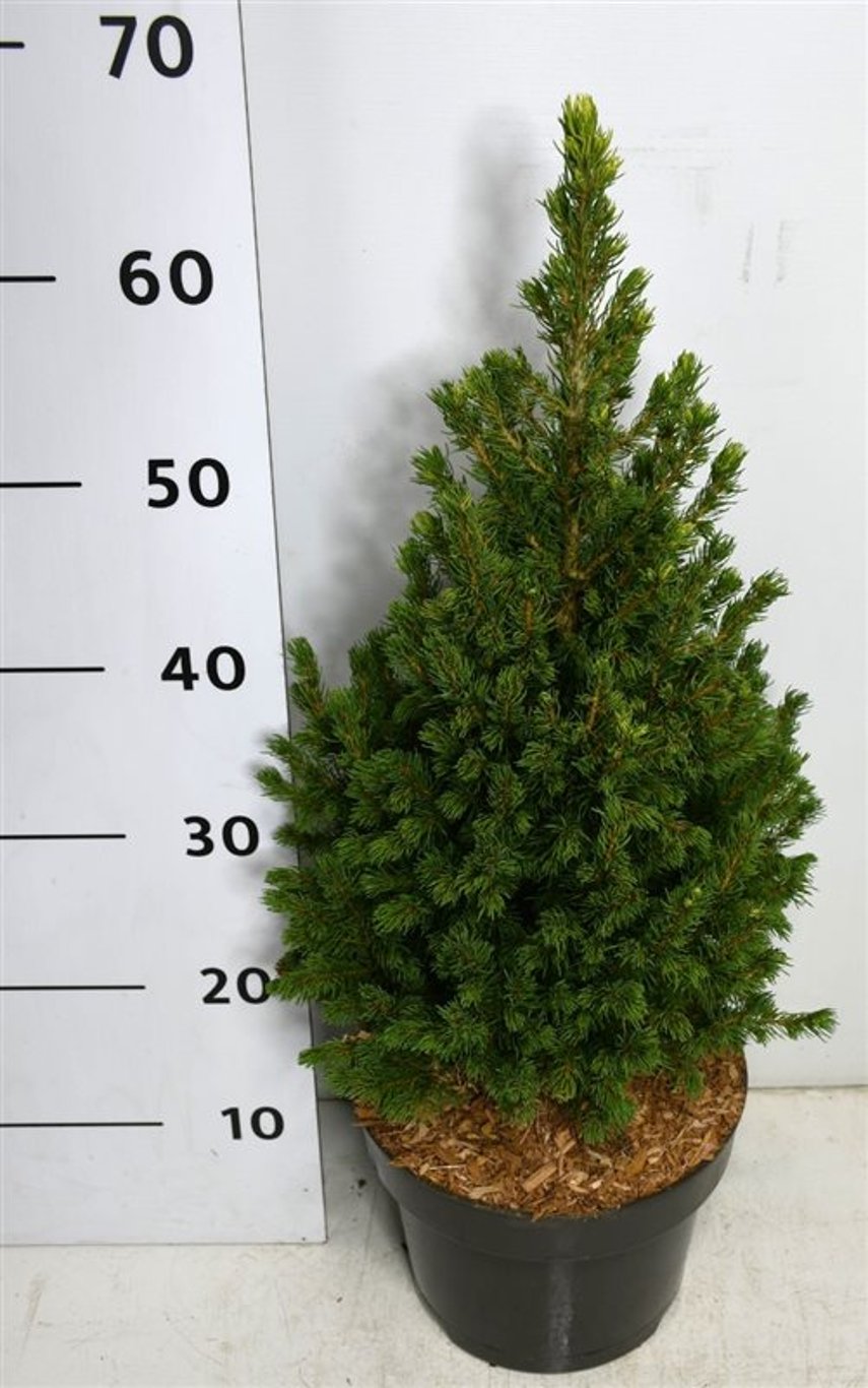 Picea gl. 'Rainbow's End' - C5 30-40 CM